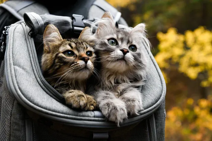 Travel Cat Navigator Backpack Convertible